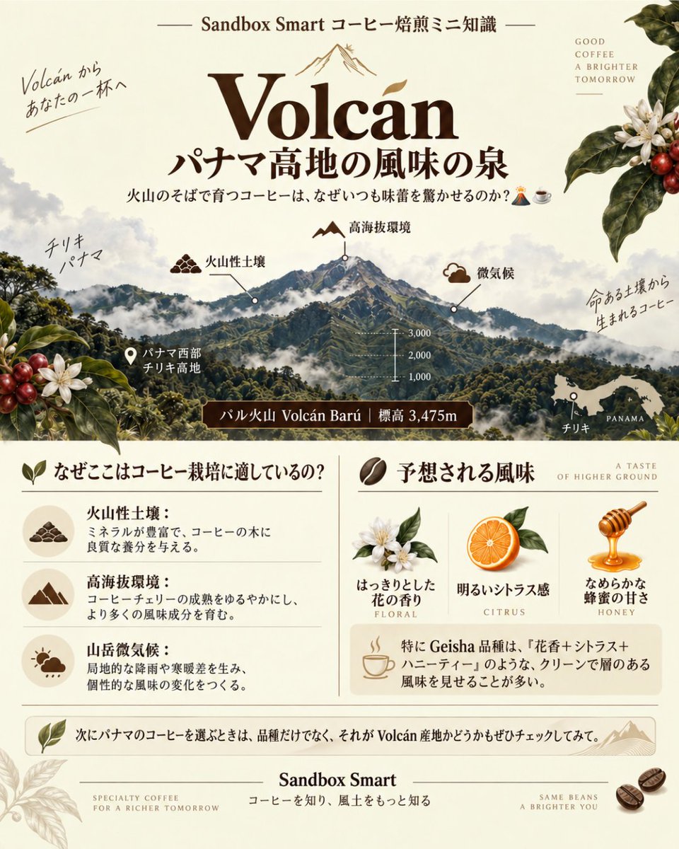 JapanSandbox's tweet photo. Sandbox Smart コーヒー焙煎の豆知識 - Volcán

火山が育むコーヒー、その特別さの秘密とは？🌋☕

今回は、パナマ最高峰バル火山（Volcán Barú）の麓、チリキ県西部に位置する「Volcán（ボルカン）」産地を深掘りします。

🌱 なぜこの場所が最適なのか？

• 火山性土壌：ミネラル豊富な土壌が豊かな味わいを育みます。
• 高地環境：標高約3,475mの山がもたらす寒暖差が、豆をじっくりと熟成させます。
• 多様な微気候：巨大な山体が雨量や風向きに影響を与え、独特のテロワールを生み出します。

🍋 風味の特徴

ボルカンの高品質なコーヒーは、まるで「花香＋柑橘＋蜂蜜」のようなクリーンな味わいが特徴です。特にパナマを代表するゲイシャ種では、その透明感のある酸味と甘みが際立ちます。

単に「火山があるから」ではなく、地形と気候が完璧に調和して生まれるこの風味。次にパナマ産の豆を選ぶときは、ぜひ産地詳細もチェックしてみてくださいね！

ボルカン産のコーヒーを飲んだことはありますか？感想をコメントで教えてください！👇

#SandboxSmart #コーヒー豆知識 #ボルカン #パナマコーヒー #自家焙煎 #スペシャルティコーヒー