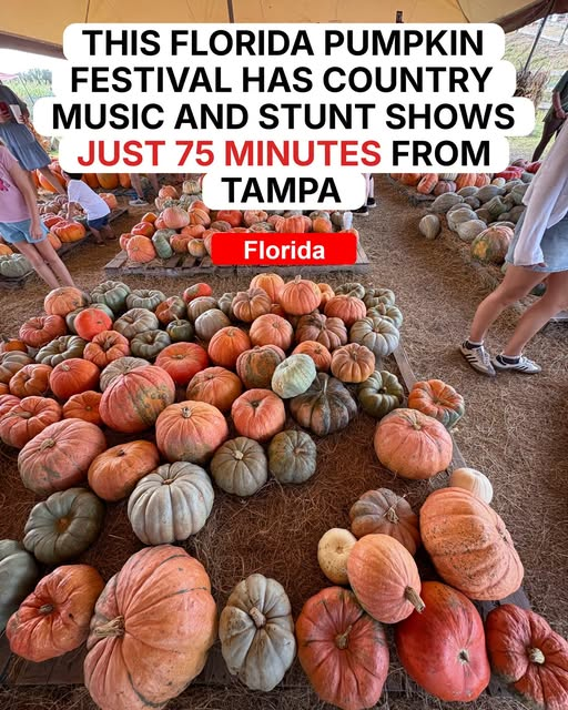 Bettyioopl's tweet photo. It feels like a cheerful slice of small-town America, even when the Florida sunshine makes flannel shirts completely optional. https://t.co/ek2yMoP2WE
