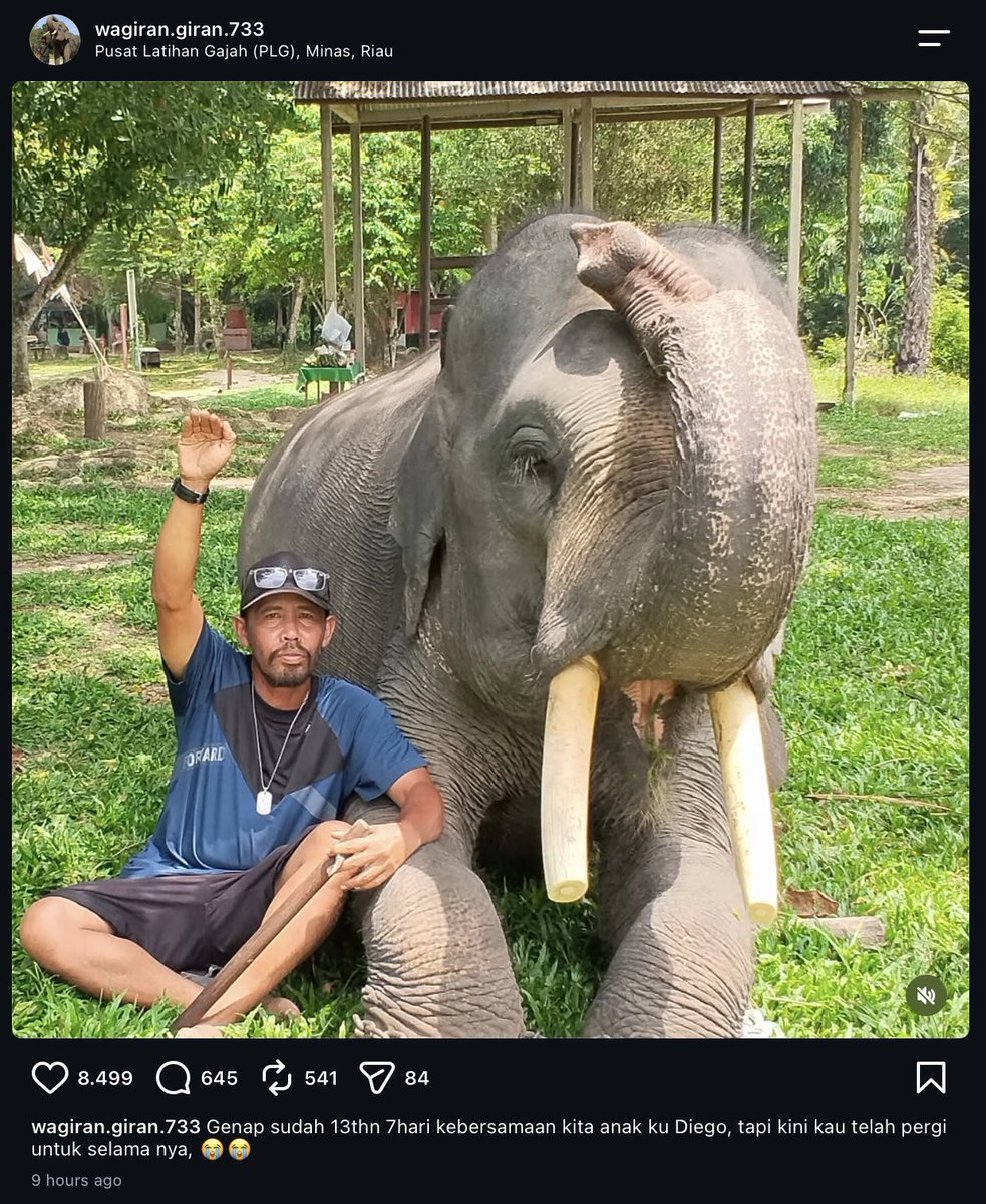 jaesxc's tweet photo. Patah hati 😭😭💔

Kita kehilangan satu gajah binaan lagi di tahun ini, tgl 9 september kemarin Diego masih ngerayain ulang tahun, lalu tgl 14 september Diego pergi untuk selama-lamanya.. https://t.co/CFYFTvfZ8S