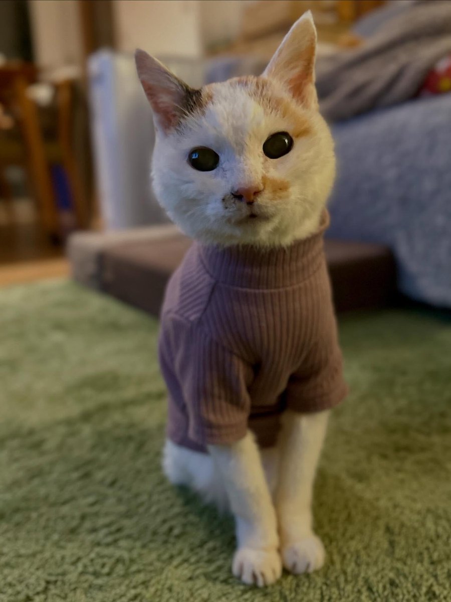 KristynElbaz's tweet photo. 視線が合うだけで通じ合えるという幻想。たまにはそれくらい無防備でいてもいいのかも。なんとなくね。 https://t.co/a8sz54h121