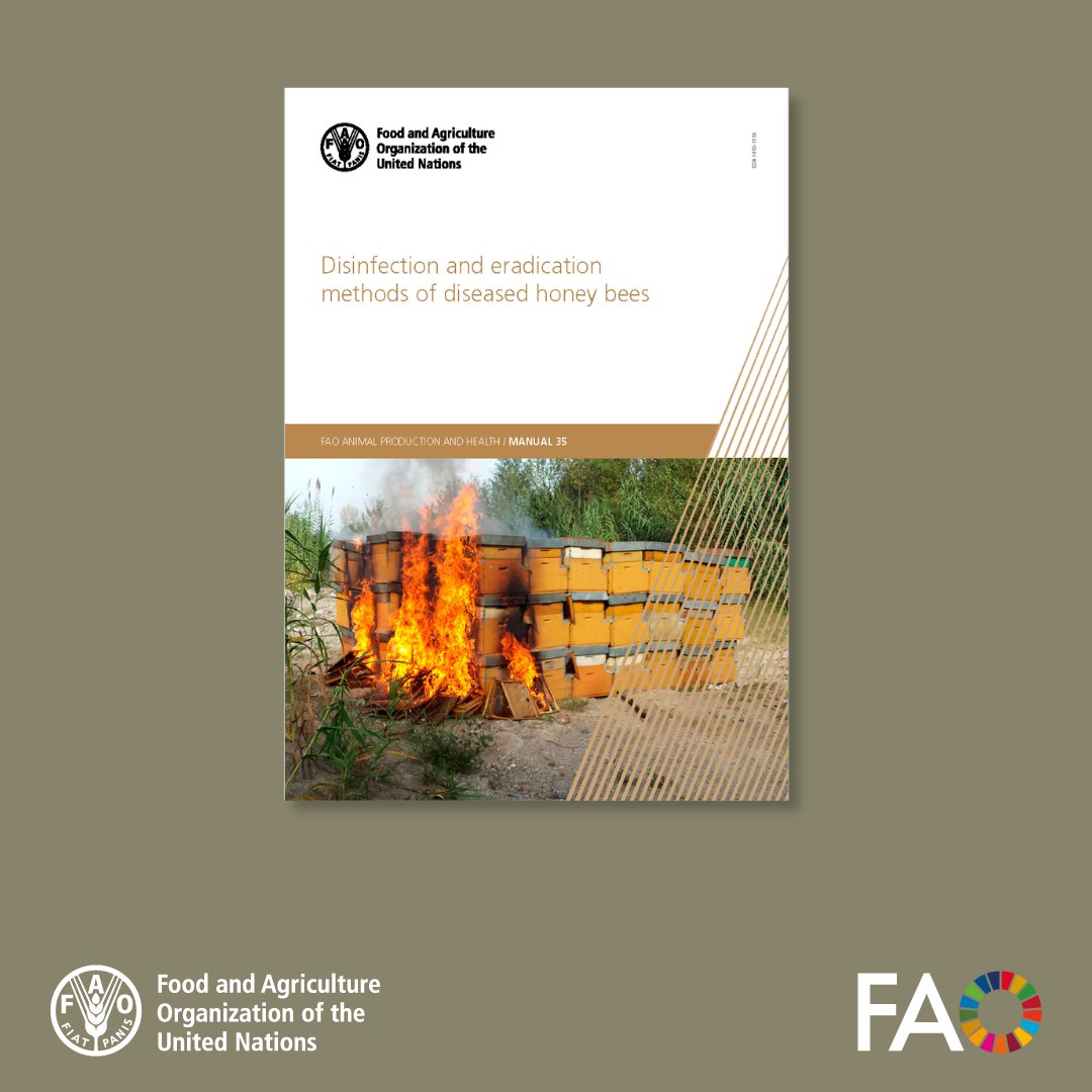 FAOKnowledge's tweet photo. Protecting honey bees from severe disease outbreaks requires strong biosecurity and effective response measures.

Explore this new @FAO technical guide on disease control, disinfection and safe management practices in beekeeping 👉 https://t.co/2FnlGq9w63 https://t.co/HZfDuObik0