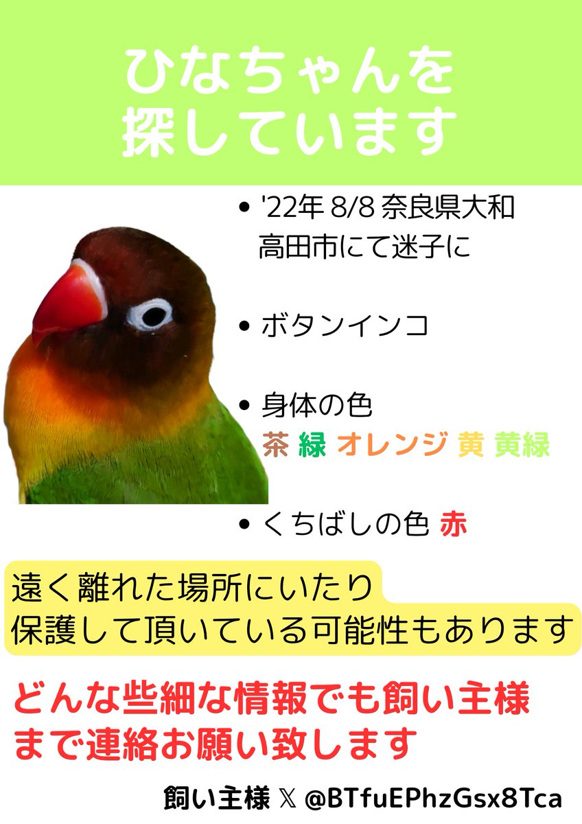 iowancows_pets's tweet photo. 🦜ひなちゃん
22年8月奈良県大和高田市より迷子に

ボタンインコさんで
現在7才
体長は13〜16cm位
赤いくちばしが特徴的

再会を願い、ご家族が懸命に捜索を続けられています

離れている場所でも目撃·保護情報などありましたら👇引用元の飼い主様まで連絡お願いします

#迷子鳥
#迷い鳥
#保護鳥 https://t.co/ukWKEyc1ar