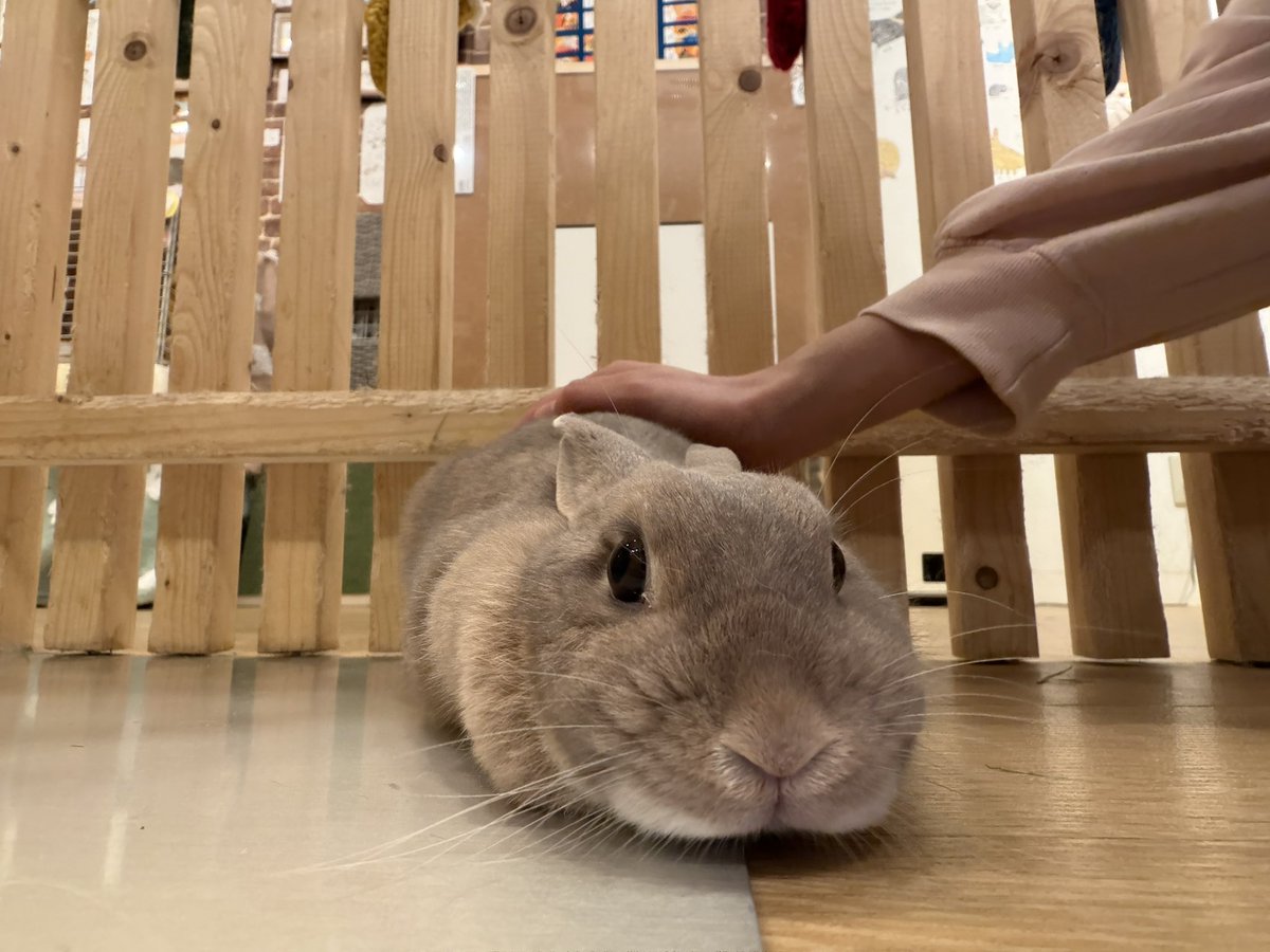 Moff_rell's tweet photo. 本日12時～オープンいたしました🐰🥕

なぜかいつもよりお顔がカピバラみたいなマルちゃん^_^
分かりずらいですが、うさぎさんは沢山の
表情をみせてくれます🌷
本日も皆様のご来店お待ちしております。

長谷川

https://t.co/yTTvbltnUA
 #うさき #うさぎカフェ秋葉原 https://t.co/5QpJ2XnMCT
