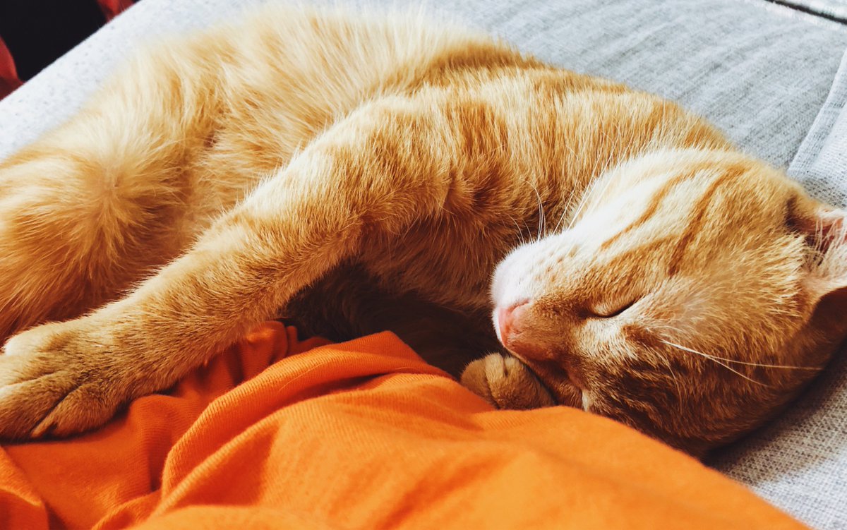 ella_uti's tweet photo. My senior cat has been my constant desk buddy through every late work night  No noise, just warm purrs and quiet company that makes it all better. https://t.co/5UK35Tm49L