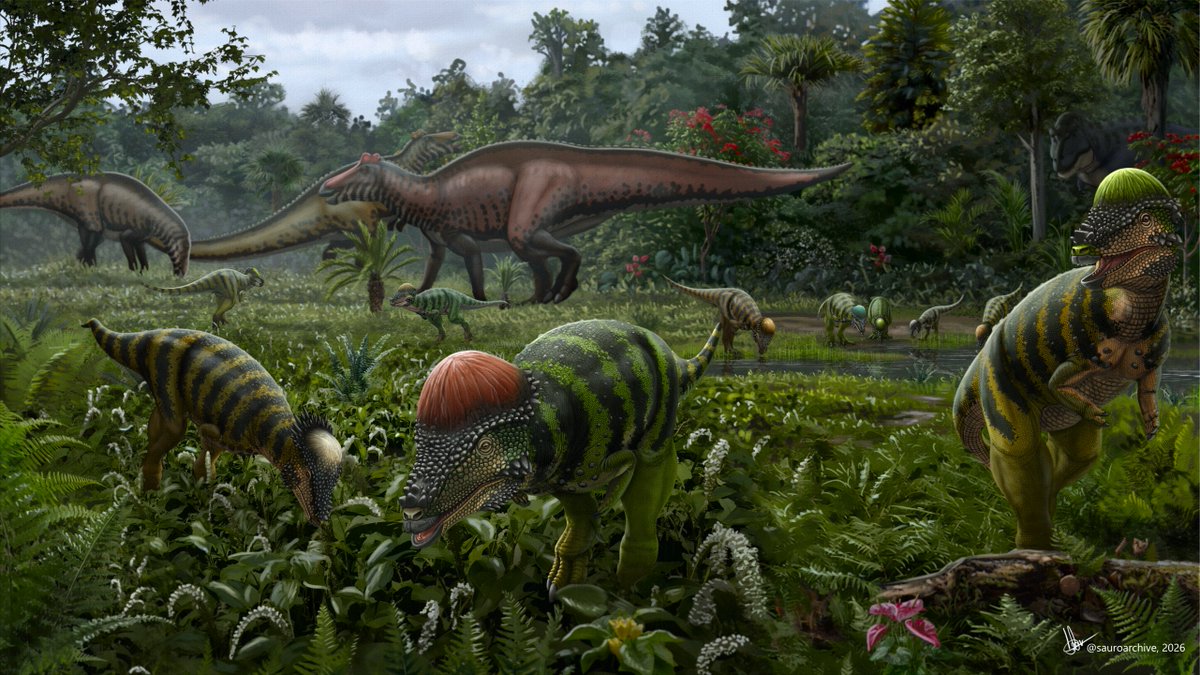 igoralves_07's tweet photo. "The Journey’s Pause"

After a long journey, a group of Pachycephalosaurus stops in a clearing to feed and drink. Illustration produced for a commission
#paleoart #pachycephalosaurus #krita #digitalartㅤ https://t.co/3XjATiLJL9