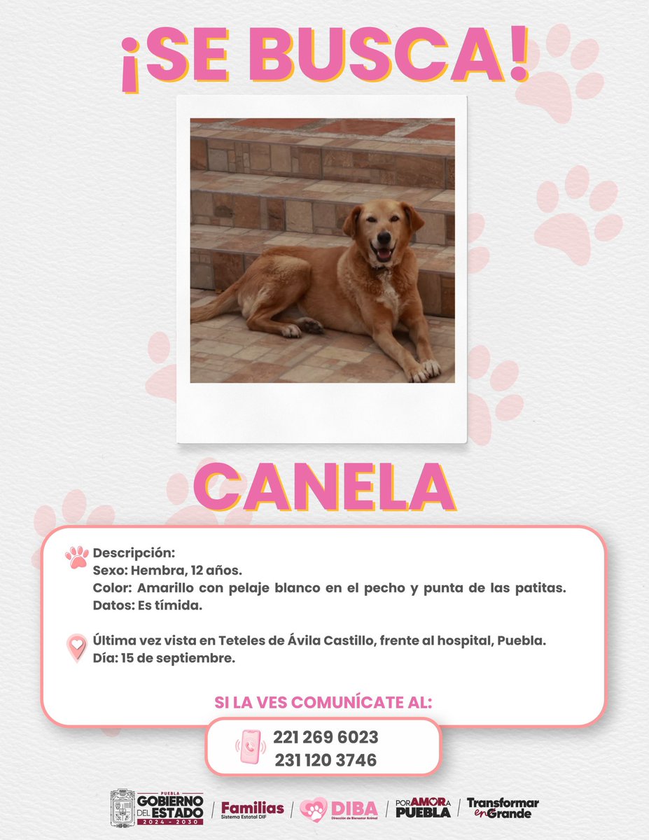 DIBAGobPue's tweet photo. 🚨 ¡SE BUSCA A CANELA! 🚨

Su familia está muy preocupada y la espera en casa. 🐾💔
Si la has visto o sabes dónde está, por favor comunícate de inmediato a los teléfonos:

📱 221 269 6023
📱 231 120 3746 

¡Ayúdanos a compartir para que Canela regrese pronto a casa! 🙏✨ https://t.co/qWnQbyRf8F