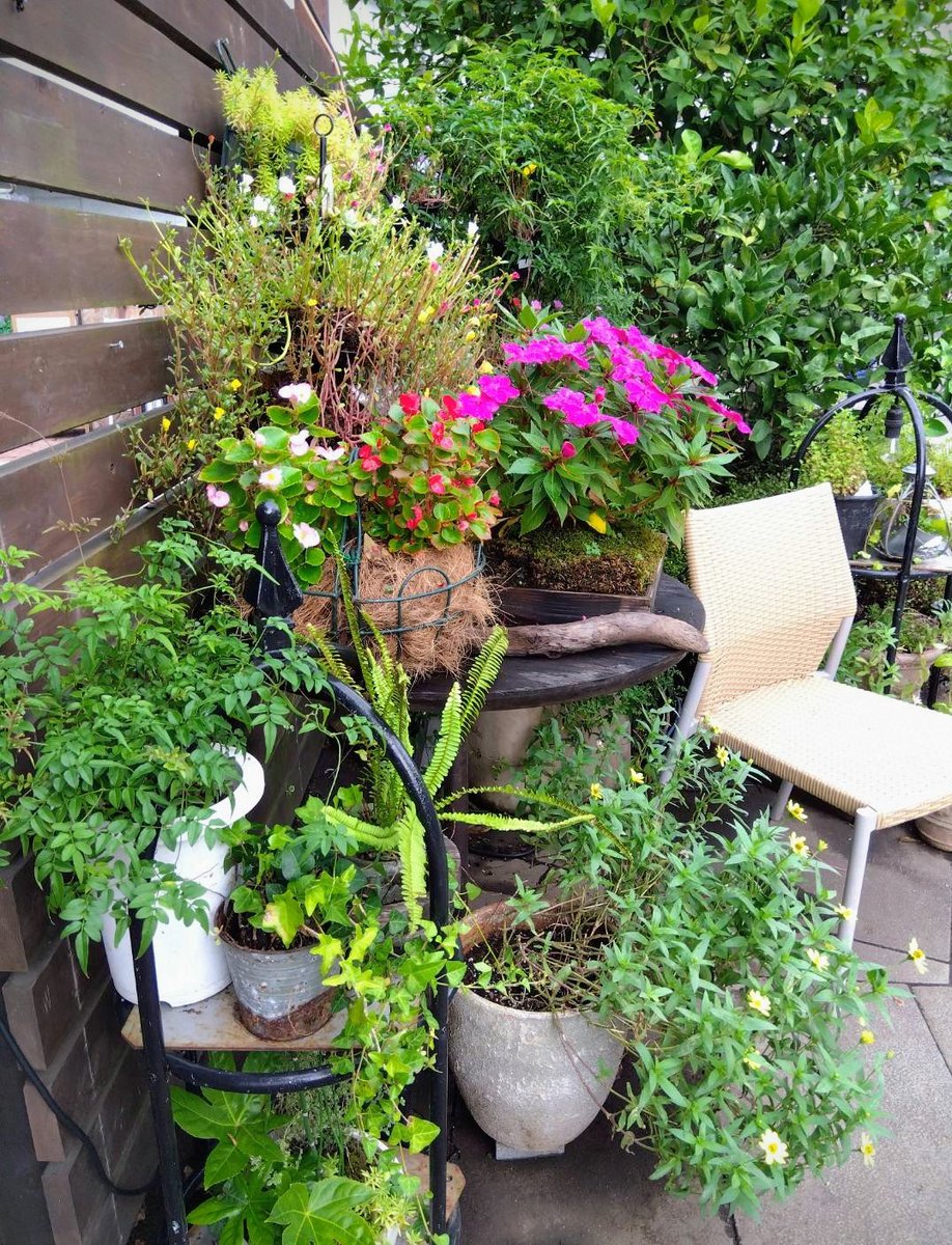 masaki_com's tweet photo. The garden is wet with morning dew. https://t.co/AlleLFPqU8