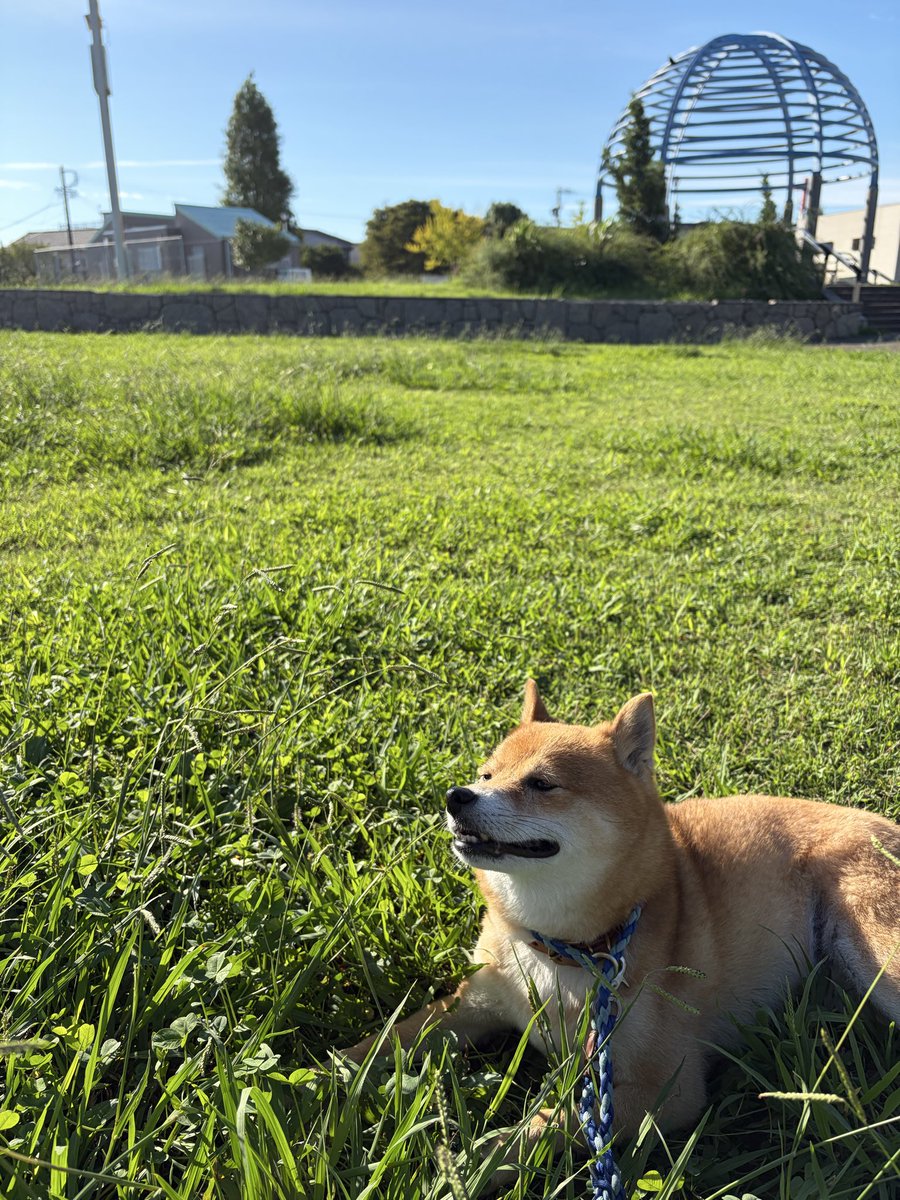 taps_miller's tweet photo. おはようございます♪
久しぶりのスッキリ青空！風も気持ちいいワン🐾
皆さま、良い一日をお過ごしください。

#豆柴
#土手散歩 https://t.co/W0sfBZ3Xrp