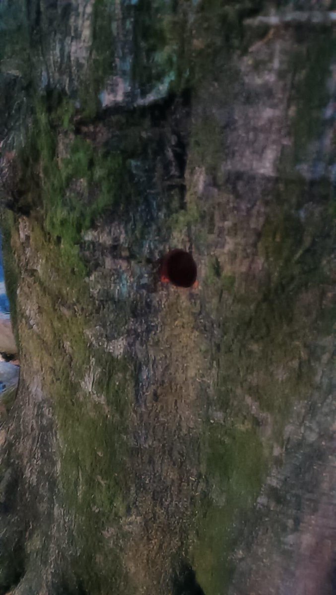 DenunciasAntio2's tweet photo. 🚨 En la calle 35B con carrera 85C, entre Almería y Santa Mónica en #Medellín , un vecino está matando a propósito los árboles de la cuadra.

No es sequía: le abre un hueco al tronco y le echa aceite quemado o gasolina para que se sequen y luego “justificar” la tala.

Ya hay diligencias. Si vives por el sector, ¿has visto lo mismo?

#DenunciasAntioquia