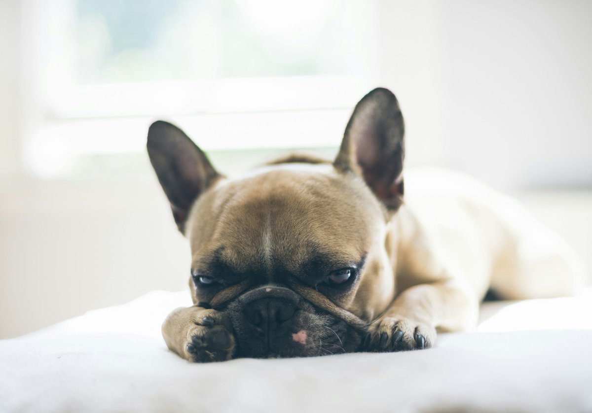 jcu's tweet photo. A common human nasal decongestant may help reduce bleeding during corrective nasal surgery in dogs suffering from brachycephalic obstructive airway syndrome.
Full story: https://t.co/bQ0blDBJUk https://t.co/xqpmZ5m50h