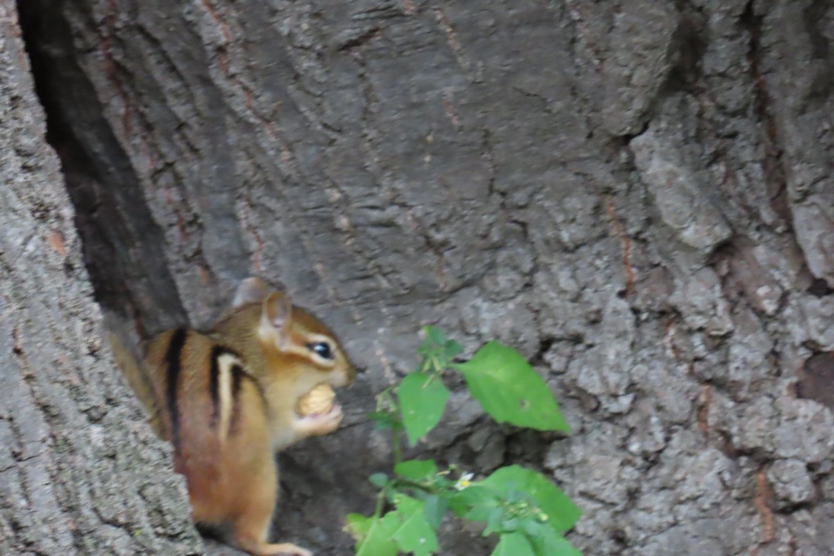 CarlynServices's tweet photo. Forget the Muffin Man our chippies have The Peanut Man. lol entertained him for an hour throwing peanuts at the #chipmunks https://t.co/ealuJp0bvR
