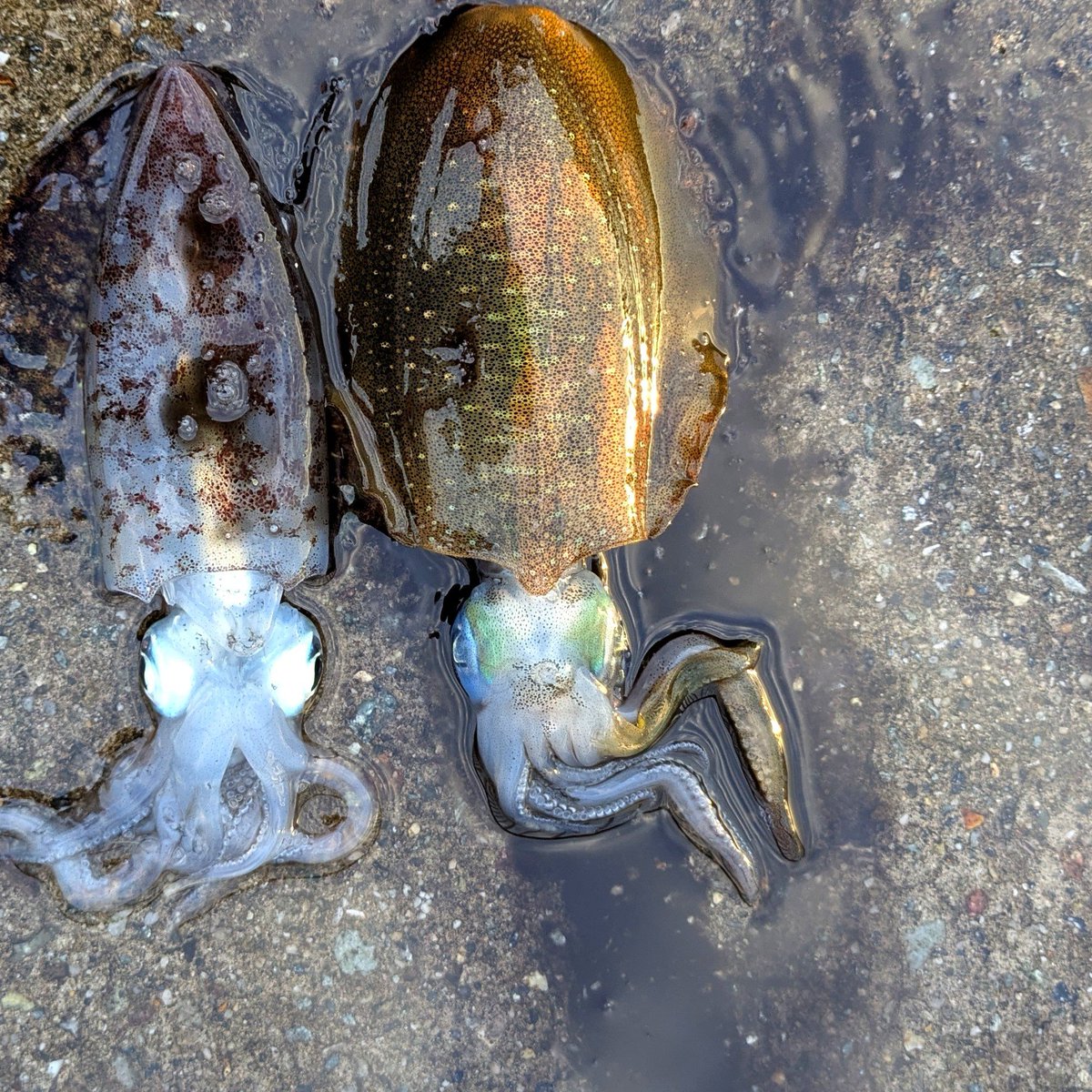 fst_umiduri's tweet photo. 朝練76���目
エギングから
一投目のフォール中にいきなりヒット🦑
二投目は一回しゃくると即ヒット🦑
もしかして、めちゃくちゃ活性高い？と期待しましたが、その後はサッパリ（そんなもんよね）
明るくなってからは青物狙ってましたが、ルアーには全く反応せず終了🐟️💤
#エギング
#ショアジギング https://t.co/iIMjOIv9rS