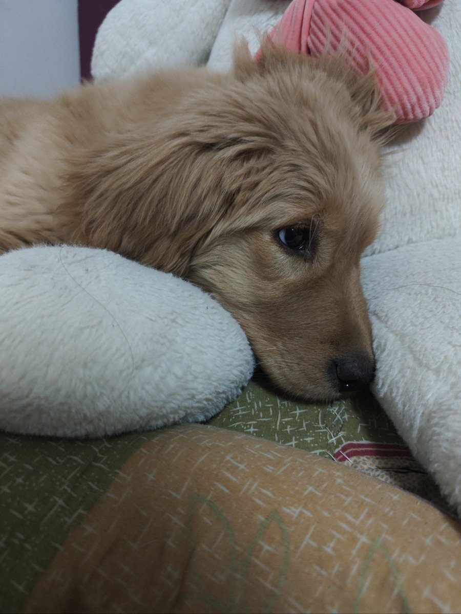 SundayFaix's tweet photo. My pup stayed by my side through every work stress today—warm, waggy, and the best stress buster ever. Pet love hits different! https://t.co/uJaC63RTBf