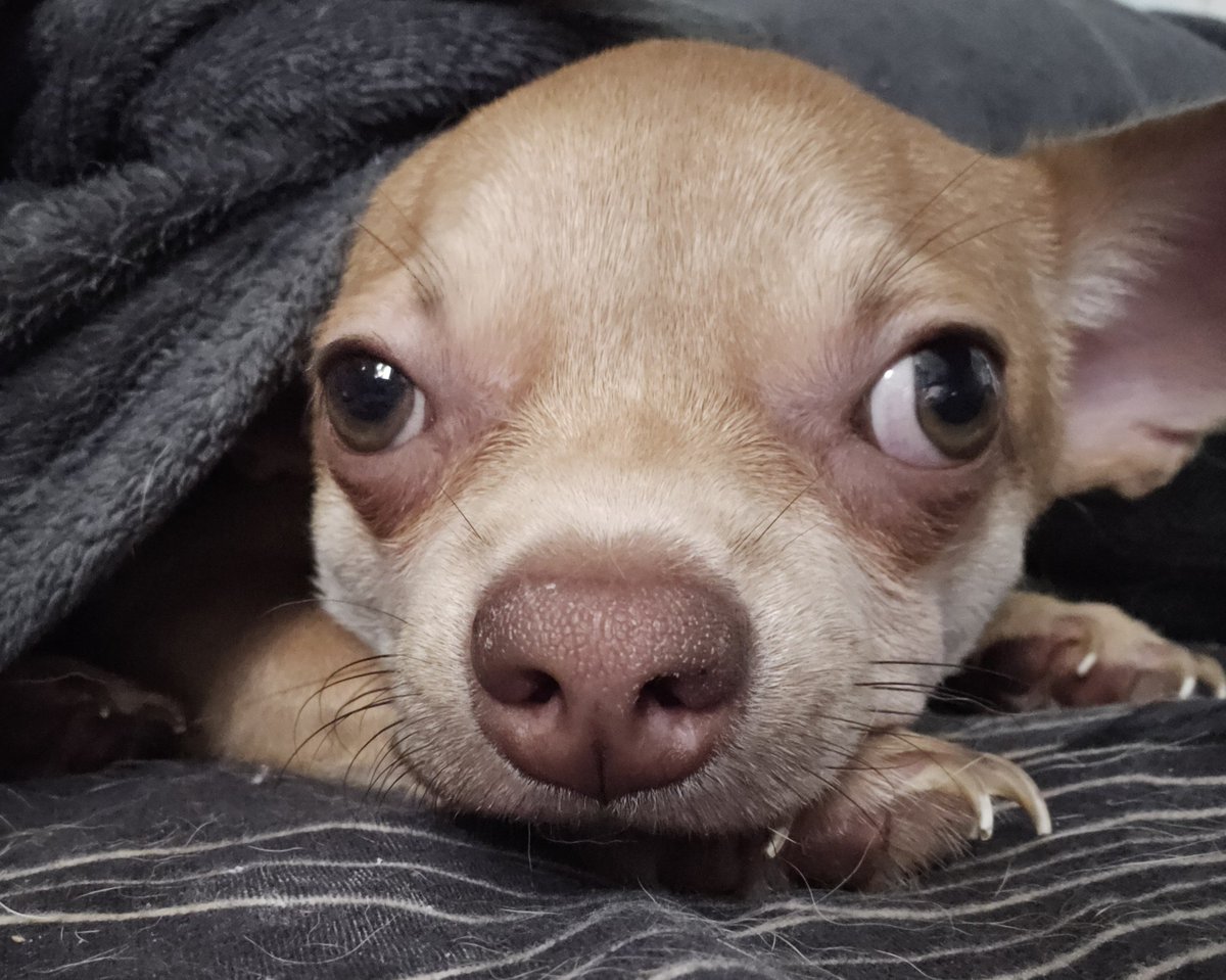 exagorefps's tweet photo. Bro looks like my dog https://t.co/UHd9Xt3WXN