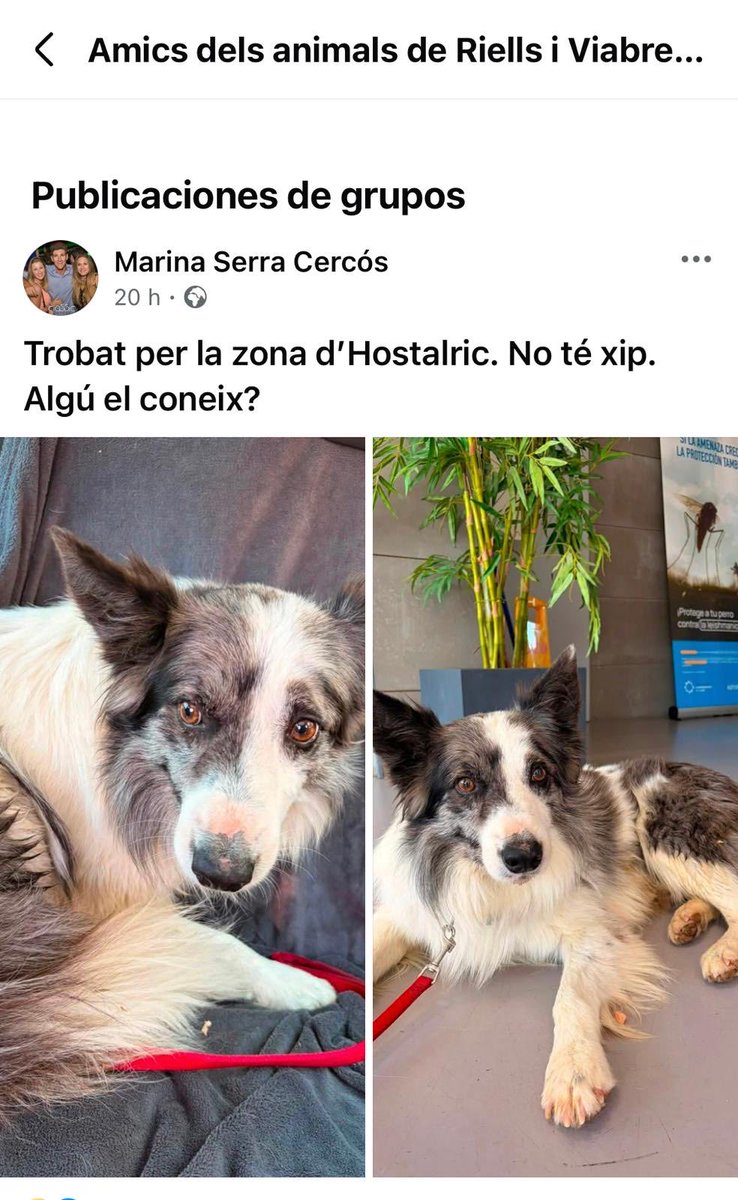 mtmonicaMimi's tweet photo. 🆘SE BUSCA A SU FAMILIA
⚠️ENCONTRADO POR LA ZONA DE #HOSTALRIC- #GIRONA
#perroencontrado
#perroperdido
#xarxaanimalsperdutsgirona 
#xarxaanimalstrobats
#femxarxa
@Hostalricinfo https://t.co/bTJTgaUBN5