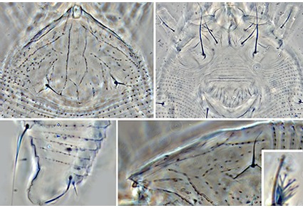 Zootaxa's tweet photo. One new species and two new records of eriophyid mites (#Acari: #Eriophyidae) on #Lamiaceae in North #Iran
#taxonomy
#newspecies
https://t.co/nVMaAK8OpM https://t.co/6EkivTpH4B