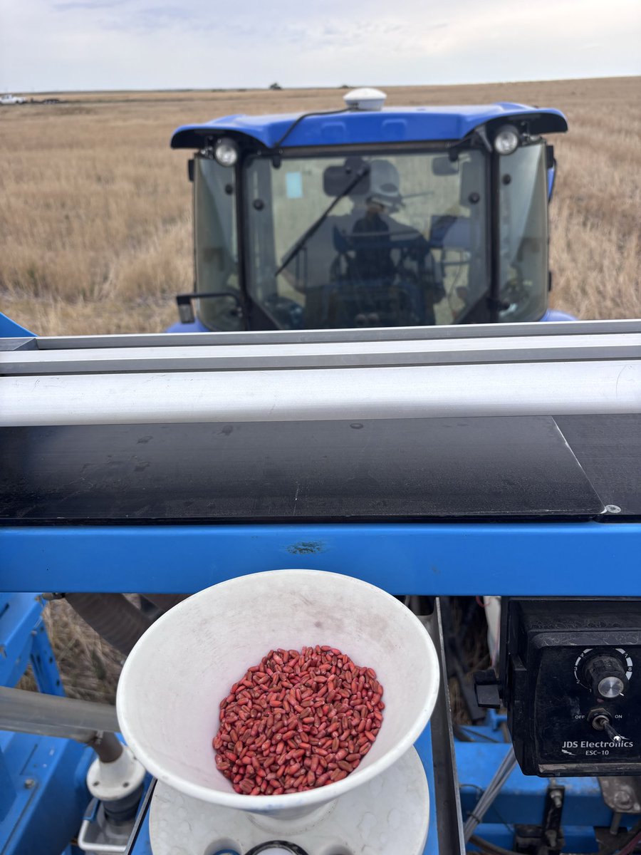 WheatInnovation's tweet photo. Where there’s a will, there’s a way and #TeamWheat finds it! 🌾💪
Hiccups aside, our 2nd West River location near Hayes, SD, is planted into spring wheat stubble with decent moisture. Now we pray for some good rain tonight in entire SD
🙏🌧️🤞❤️🌾
@wheatsd @SDState https://t.co/IdPdPBbScv