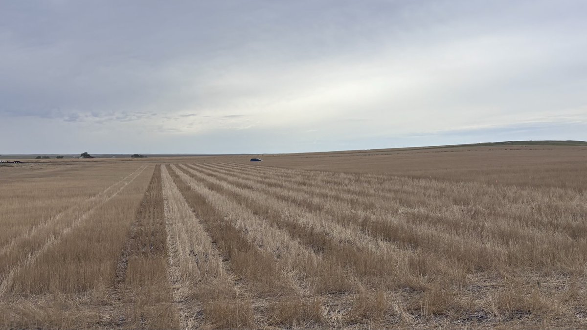 WheatInnovation's tweet photo. Where there’s a will, there’s a way and #TeamWheat finds it! 🌾💪
Hiccups aside, our 2nd West River location near Hayes, SD, is planted into spring wheat stubble with decent moisture. Now we pray for some good rain tonight in entire SD
🙏🌧️🤞❤️🌾
@wheatsd @SDState https://t.co/IdPdPBbScv