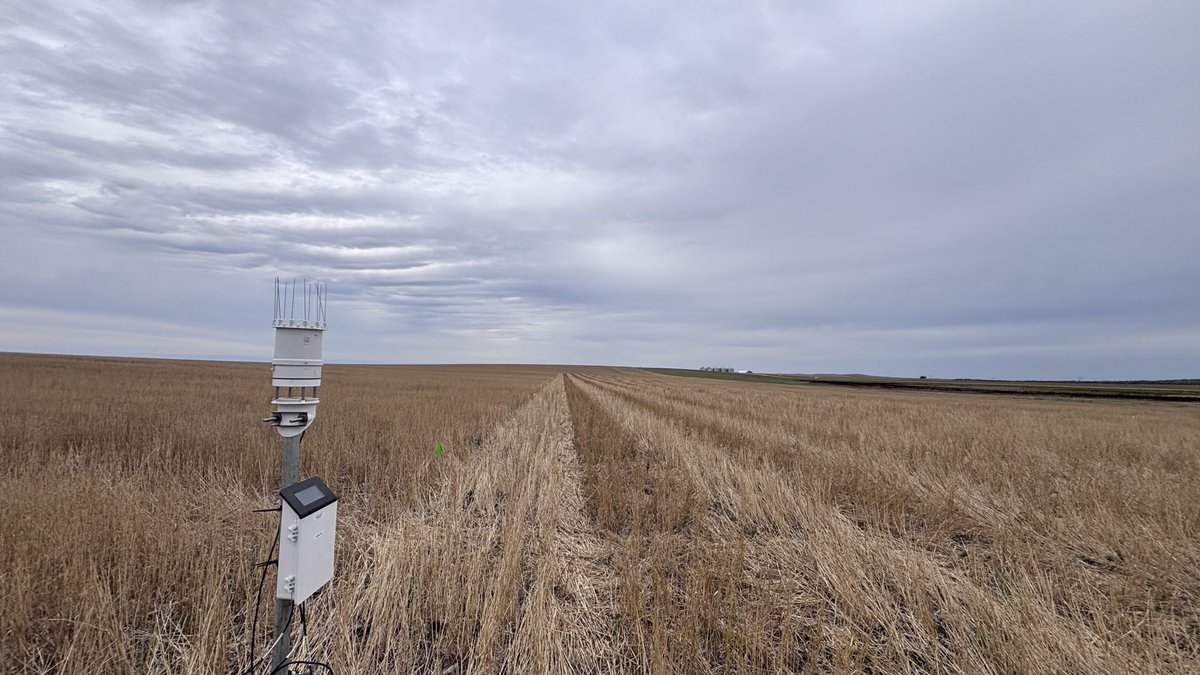 WheatInnovation's tweet photo. Where there’s a will, there’s a way and #TeamWheat finds it! 🌾💪
Hiccups aside, our 2nd West River location near Hayes, SD, is planted into spring wheat stubble with decent moisture. Now we pray for some good rain tonight in entire SD
🙏🌧️🤞❤️🌾
@wheatsd @SDState https://t.co/IdPdPBbScv
