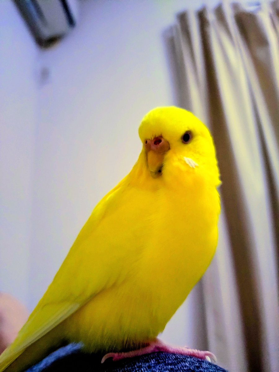 TSUBASA6077's tweet photo. 【拡散希望】
セキセイインコ　ルチノーの迷子情報です

場所：葛飾区白鳥
日時：26/9/12 12時
名前：はる
特徴：向かって右鼻の穴が大きい。指を出すと乗る　はるちゃんと話す

情報お持ちの方、下記までご連絡を
npotsubasa@tsubasa0615.org
情報拡散のご協力お願いします https://t.co/CXlIc1e2TL