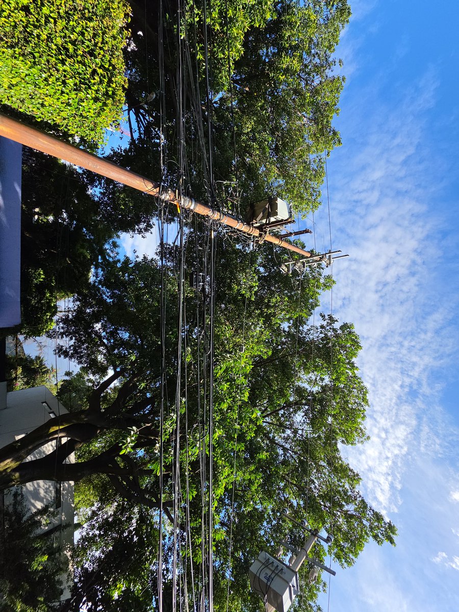 tucanyta's tweet photo. Urgente podar árbol frente al 77 Bruno Traven colonia General Anaya, alto riesgo por altura excesivo y frente a 2 transformadores 
@AccionesBJ https://t.co/vaEdB1tEQn