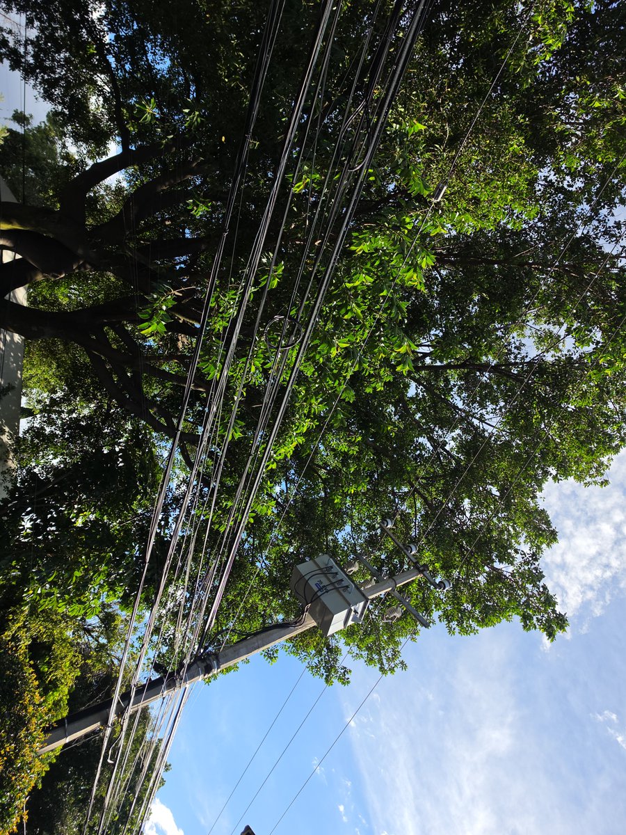 tucanyta's tweet photo. Urgente podar árbol frente al 77 Bruno Traven colonia General Anaya, alto riesgo por altura excesivo y frente a 2 transformadores 
@AccionesBJ https://t.co/vaEdB1tEQn