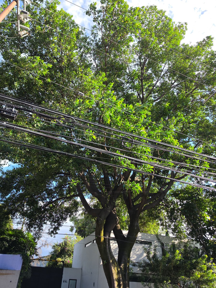 tucanyta's tweet photo. Urgente podar árbol frente al 77 Bruno Traven colonia General Anaya, alto riesgo por altura excesivo y frente a 2 transformadores 
@AccionesBJ https://t.co/vaEdB1tEQn