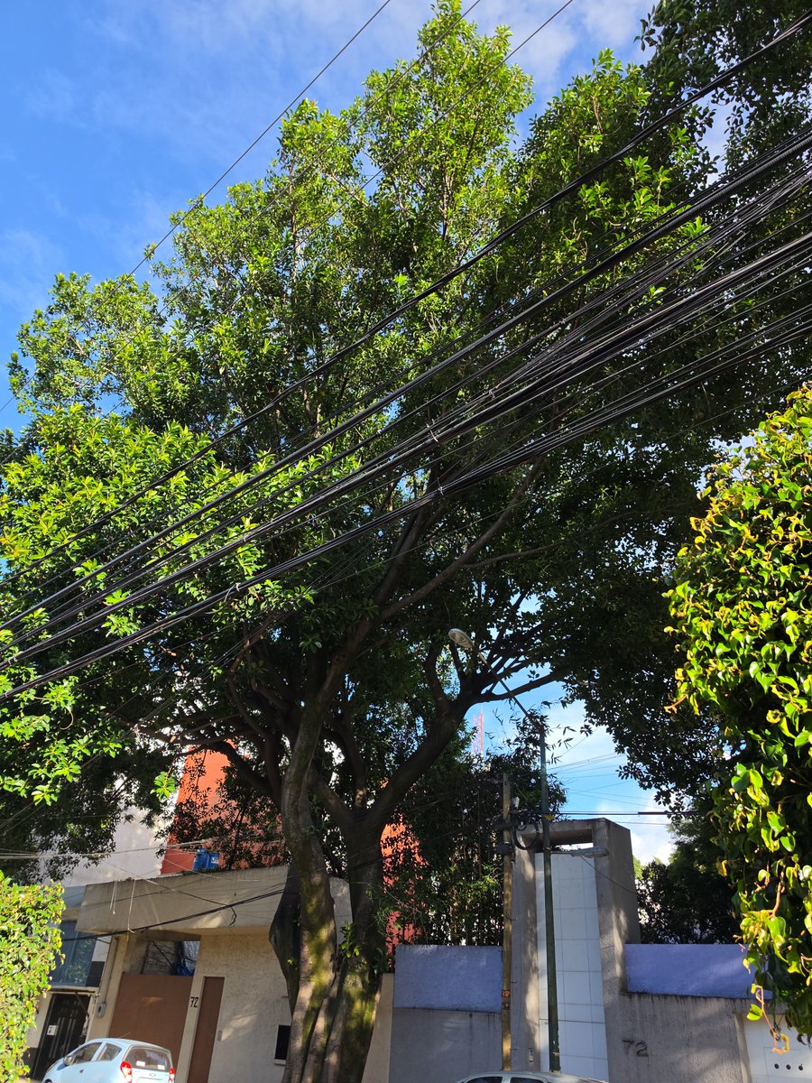 tucanyta's tweet photo. Urgente podar árbol frente al 77 Bruno Traven colonia General Anaya, alto riesgo por altura excesivo y frente a 2 transformadores 
@AccionesBJ https://t.co/vaEdB1tEQn