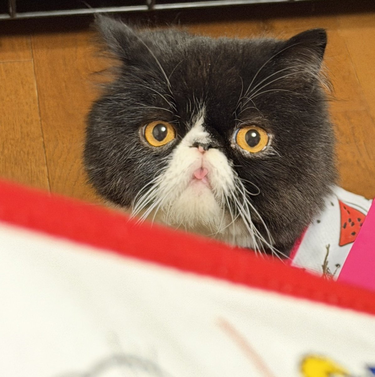 na2mi711's tweet photo. @sub_kazi_baziru 涼しくなってきたから体調気をつけてね〜🪽ﾈｯｺもおうえん！(👍🏻ᴖ ᴖ )👍🏻 https://t.co/vC1sny4wHG