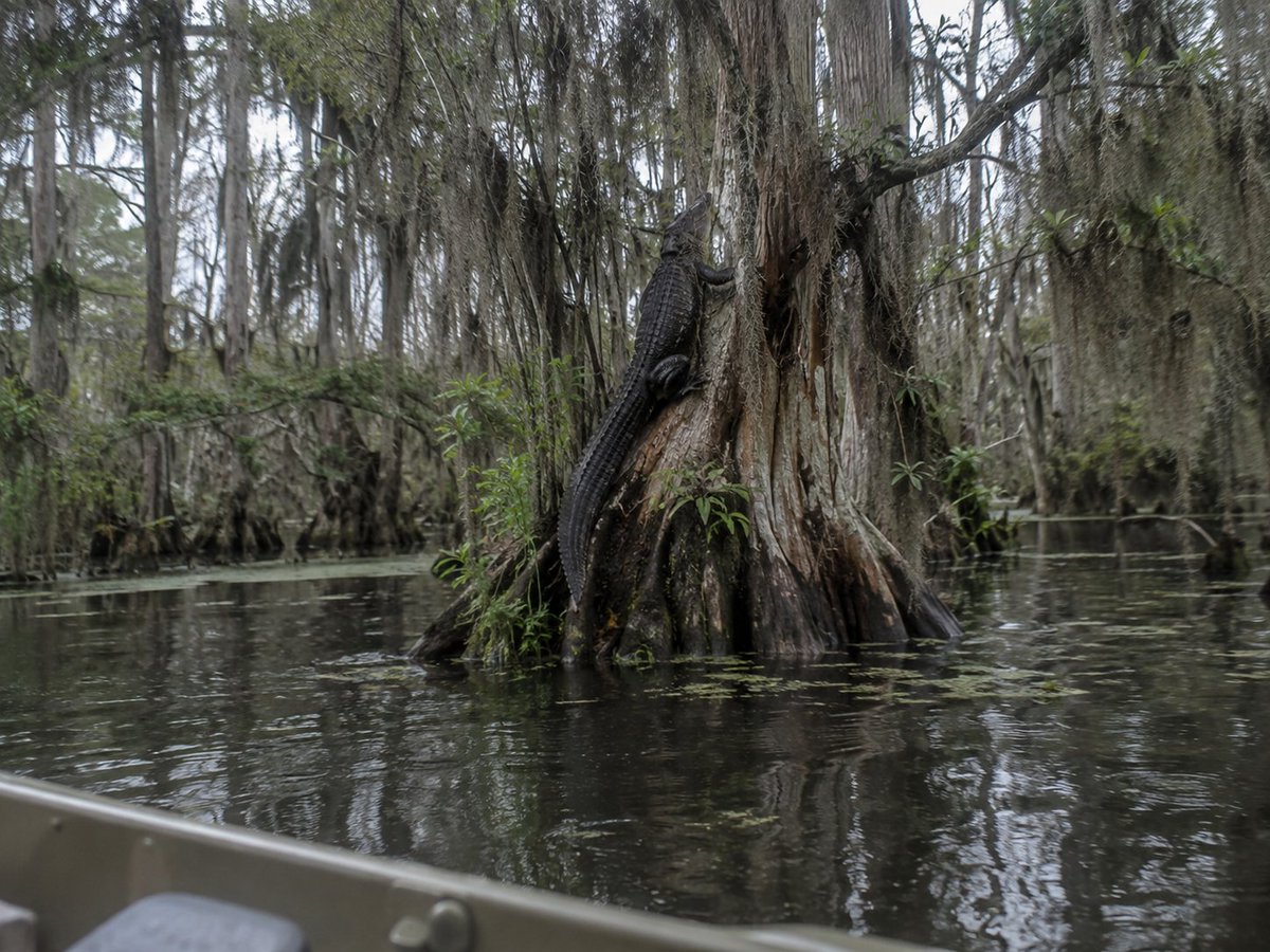 307casperplanet's tweet photo. Florida Alligators Have Started Climbing Trees

As if the ground and water weren’t enough, the swamp has apparently unlocked vertical mode. https://t.co/xHzsIZQKQv