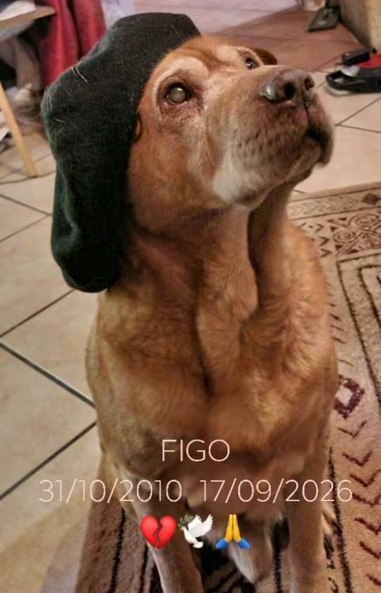 titou24400's tweet photo. Je fais ce post très personnel car ajd, j'ai perdu mon compagnon de 16 ans. Pour certains ce sera débile car ce n'est qu'un 🐕‍🦺🐾 mais pour moi c'était mon meilleur ami. Fidèle. Il m'a donné un amour inconditionnel. 16 années de fidélité et d'amour. Tu vas me manquer Figo😔💔🕊️😢 https://t.co/0EKYvFGn55