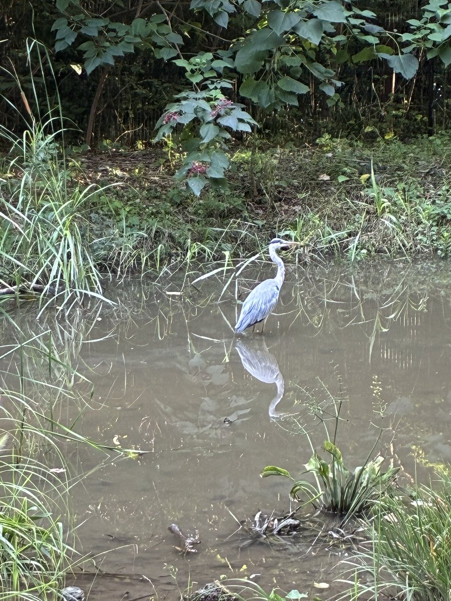 TomTomTomy's tweet photo. おはざます*\(^o^)/*

公園の池には久しぶりに青鷺が https://t.co/7p7BVCq6bL