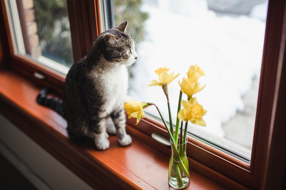 applemintcream's tweet photo. It’s 3 PM, my screen’s on silent, and the window ledge cat just joined my ‘work’ desk. Official productivity level: 50% and it’s being generous.， https://t.co/VSMOHcNjzc