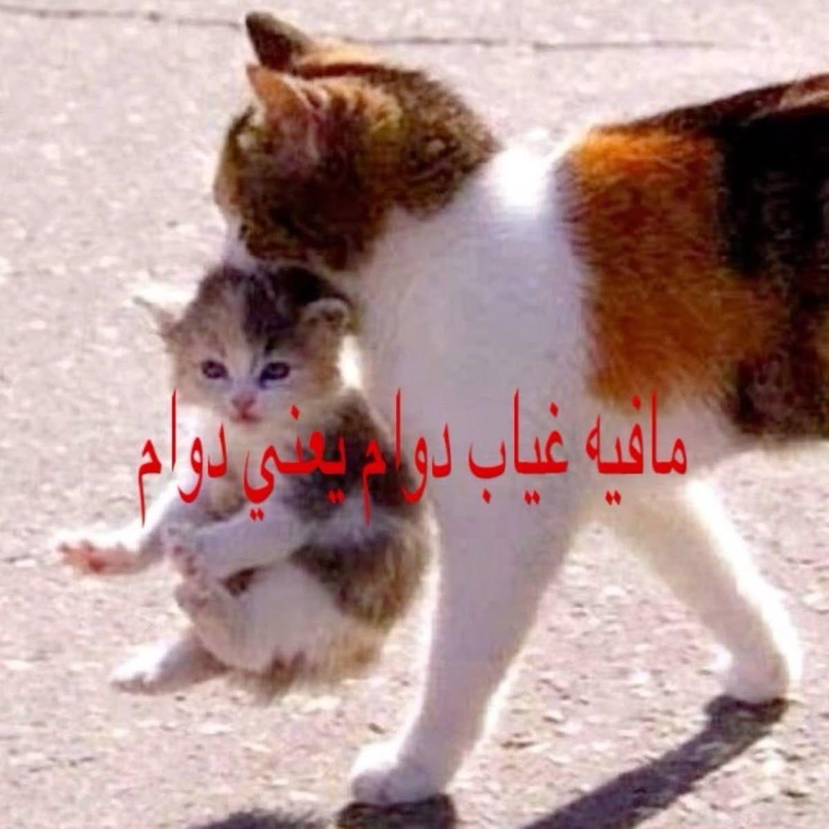 NIOF's tweet photo. من الاحد https://t.co/D9suj5XnnX