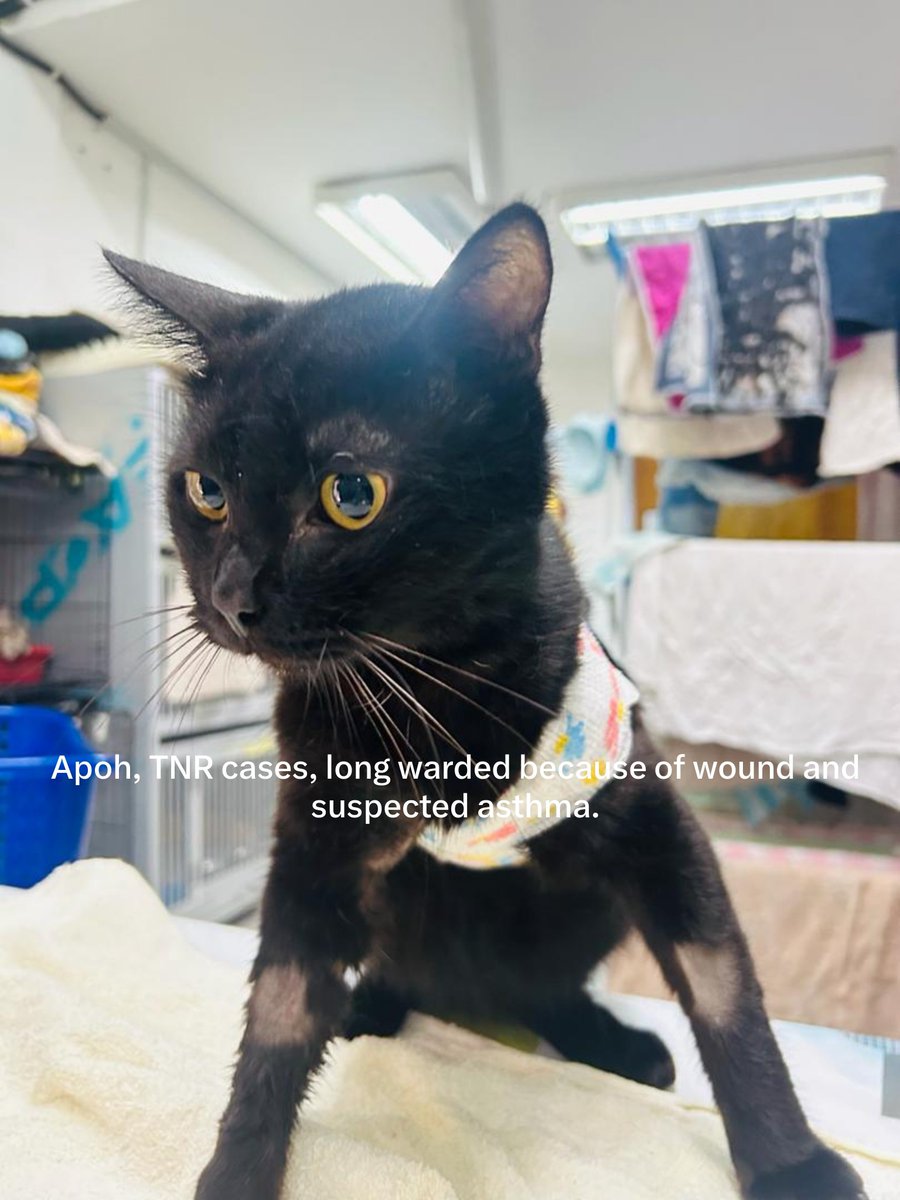 478Ida's tweet photo. 🚨 4 RESCUES NEED HELP 💔

ONLY RM50 RECEIVED THIS MORNING.

🐾 Apoh — RM963
🐾 Mia — RM345
🐾 Bulan — RM2,797 | Dry FIP
🐾 Bobby — RM1,000+ | Suspected Wet FIP, still ruling out other causes

🔴TOTAL: RM5,105.05+

All are still receiving care/treatment.
Even RM5/RM10 help🙏😭 https://t.co/F5lgG8lFfx