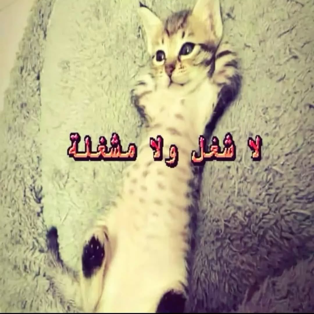 Yaze_8's tweet photo. فلادمير قام ومسك السوات ومعدات جديده 

ذاك بالكبسوله: https://t.co/nOt7SOIja7