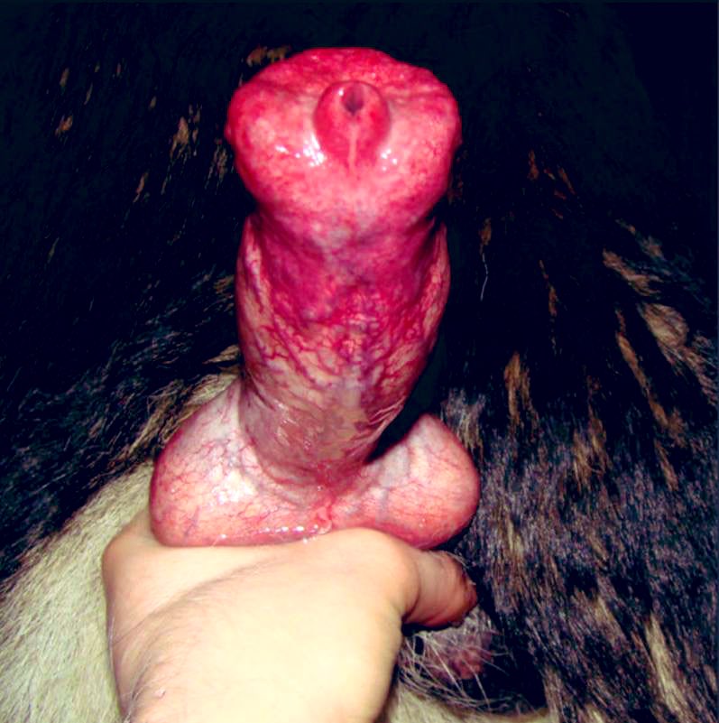 Zoopride06's tweet photo. HEY 👋 am just a bottom for my pup huge rockets 🚀 

Lover of huge knots 🪢 🐾
Going on all four just to show my pup am always submissive🤤

LIVESTREAM!!📺 🐾 
SUBSCRIBE &amp; JOIN THE FUN https://t.co/16mU6UFWkh