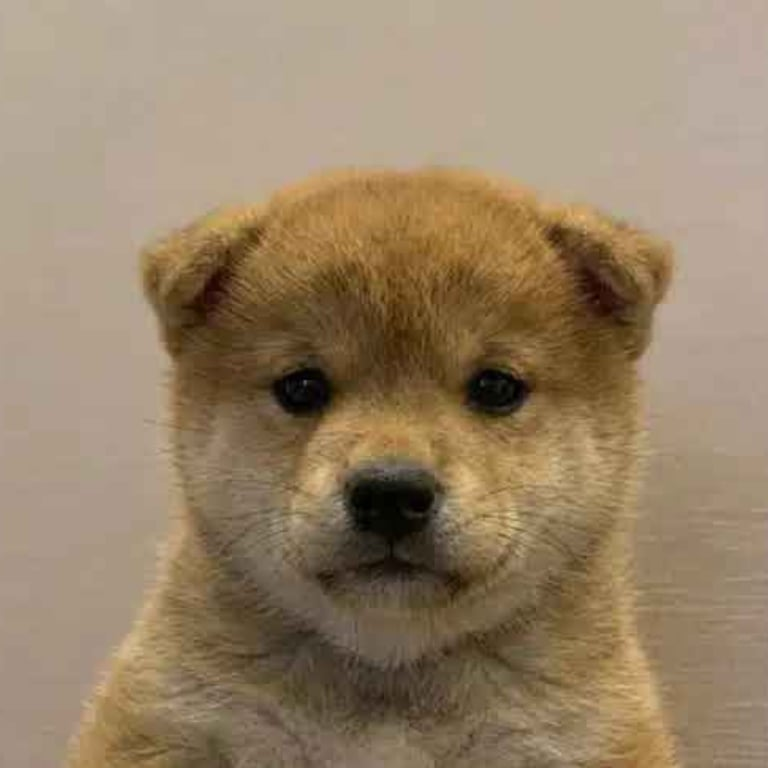 daddyriskbets's tweet photo. Around 1 year ago deployed $WOF/A derivative to WIF, there was no utility, no roadmap, just a funny meme that went to 3.1 Million MC in under 1 day during dog meta.

Right now a lot of dog coins are running, copper inu, lockedinu, atrificalinu etc.

Its been over 6 months sense we have had a simple dog runner.

Back when i deved WOF and it went to 3.6 MIL it was just simple and funny and that's why it went so high.

I think its time we bring back the way we used to run coins with $WUF.

Its probably one of the best dog memes to run, the name is just a funny version of how a dog barks "WUF".

Nothing hard to understand, just a funny good meme as it should be.

Ill be running this like how i ran WOF to 3.6 MIL in one day.

Its time to send this $WUF to billions.

 $WUF - Just Wuf 🐶
