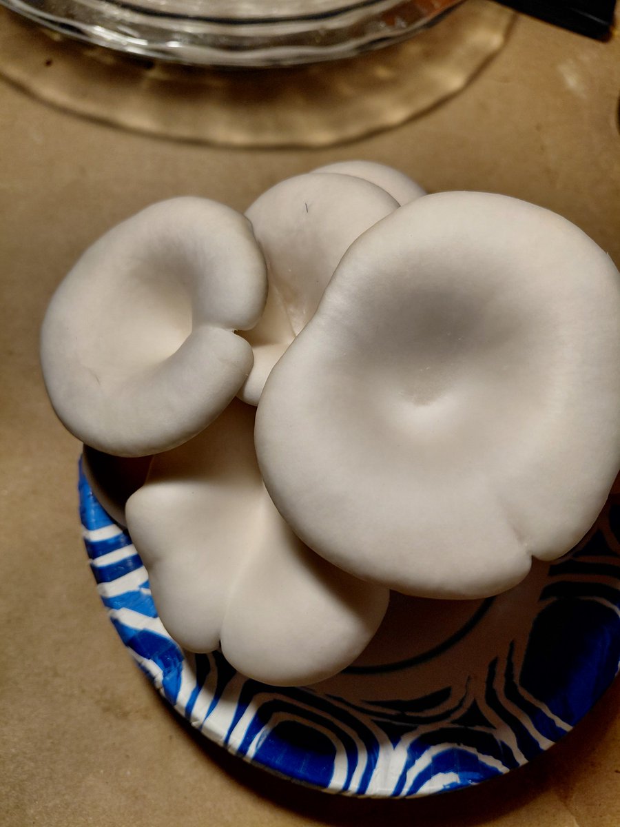 Alpha_Psionic's tweet photo. More mushrooms from the garden. Yummy! https://t.co/qfP516a9uc