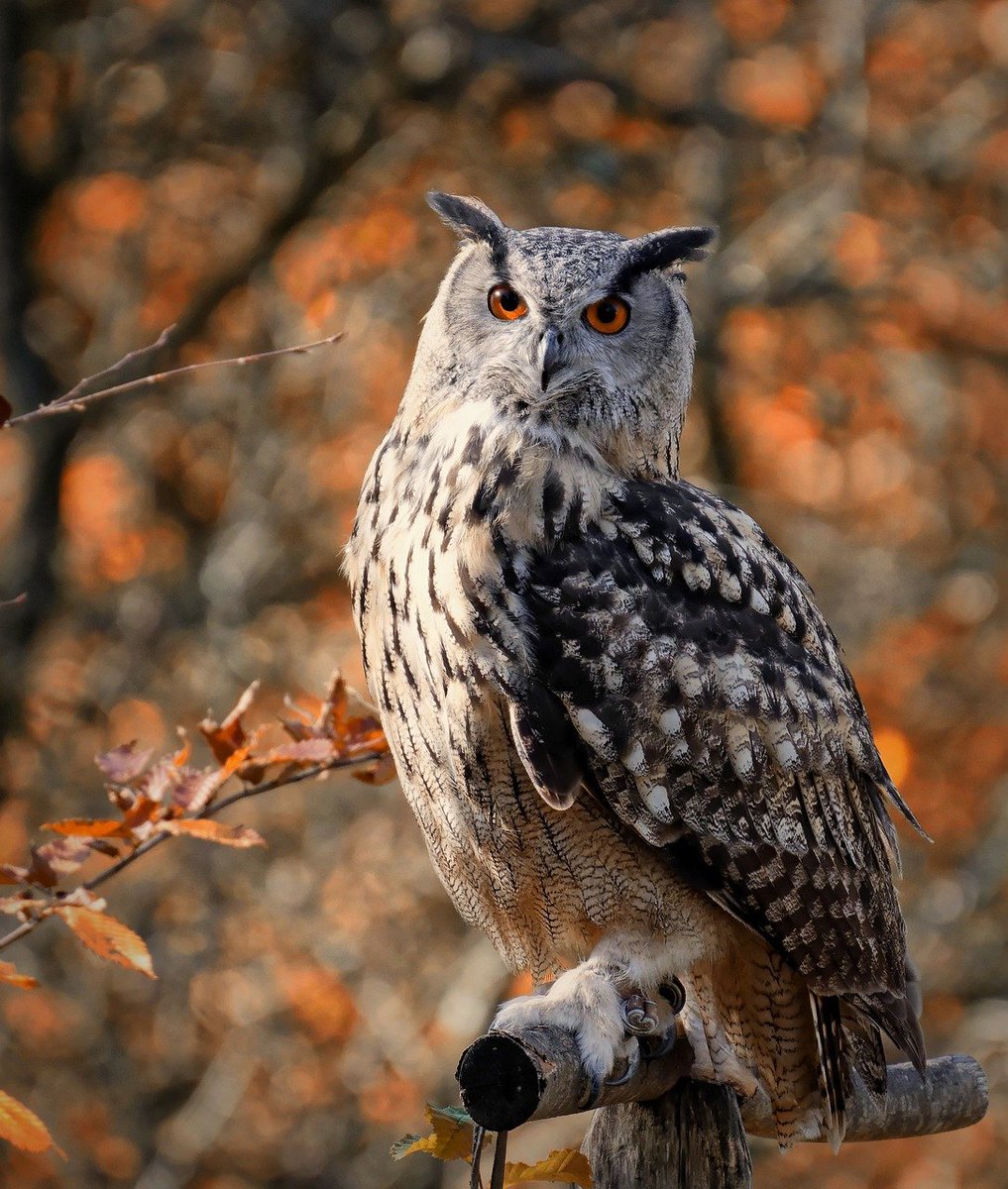 OwlEveryDay's tweet photo. https://t.co/jn8WYRpD1N