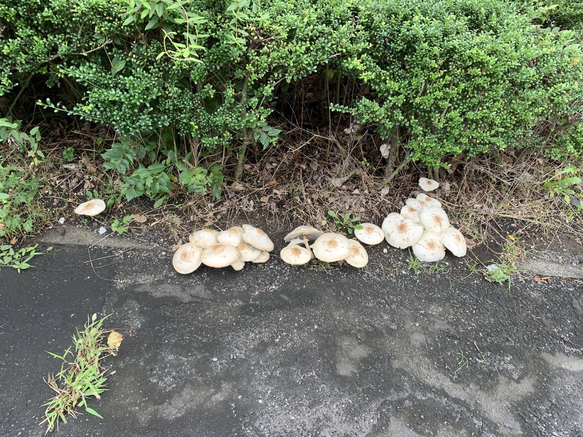 unobuko's tweet photo. つくば市の西大通、二の宮１丁目交差点近くに、報道されていた毒キノコが生えていました。触らないようにご注意ください。 https://t.co/iD7kh0HVSt