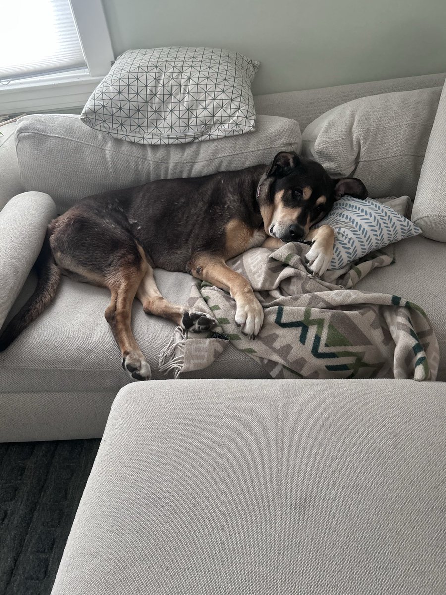 D_blunck's tweet photo. On this day, the reign of King Tyrus came to an end. He was the goodest of boys. https://t.co/gxfqYnMTiY