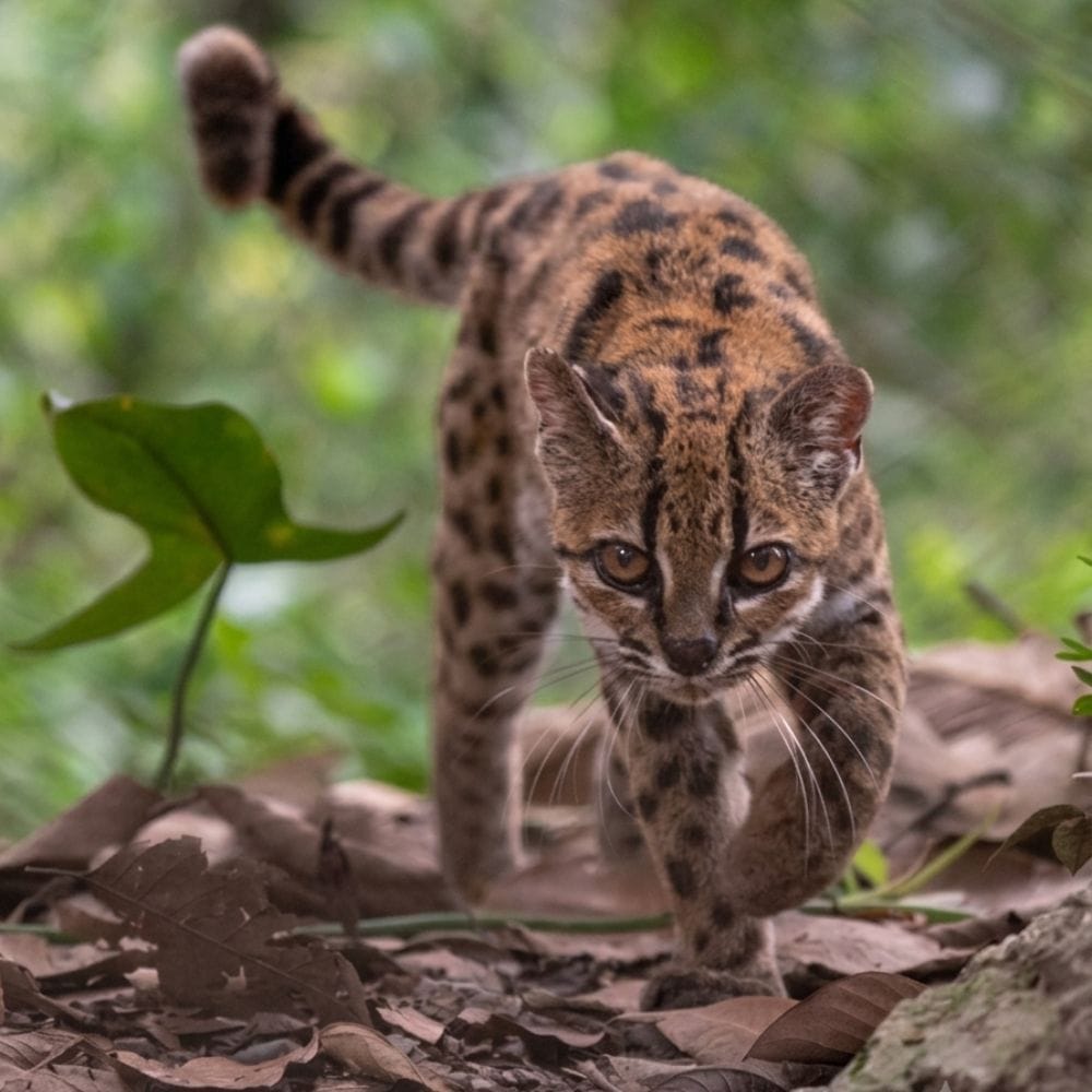 EnsedeCiencia's tweet photo. 🚨🐱 ¡DESCUBREN UNA NUEVA ESPECIE DE GATO DESPUÉS DE MÁS DE 100 AÑOS!
Científicos identificaron en los bosques nublados de los Yungas, Bolivia, una nueva especie de felino: Leopardus tilcayo, un pequeño gato silvestre de unos 46 centímetros y alrededor de 1.4 kilos.
📸 Fotografías: Fernando Facioli