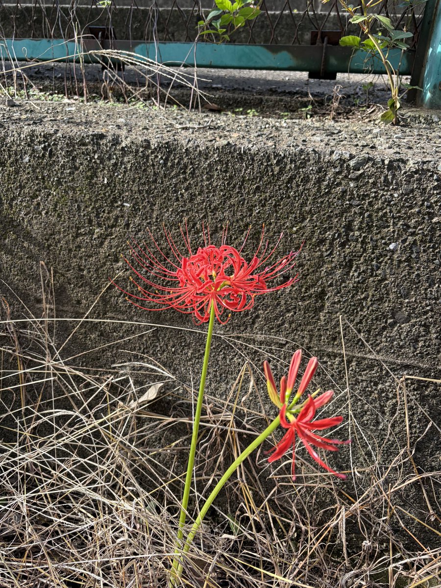 Mio7xo's tweet photo. 静かな景色の中に、一輪の鮮やかさ
#彼岸花 #秋の気配 https://t.co/qG2LOF7tbY