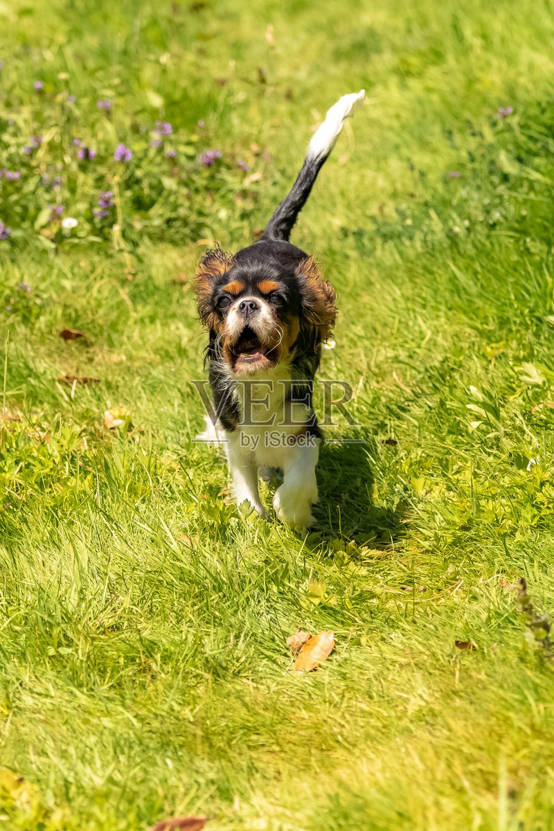 oyt0130's tweet photo. My little fur buddy hit the 6-month milestone today  From wobbly puppy steps to zoomies around the park, every second with him is pure joy! #PetGrowth #PuppyLife https://t.co/4MLfDbUISG