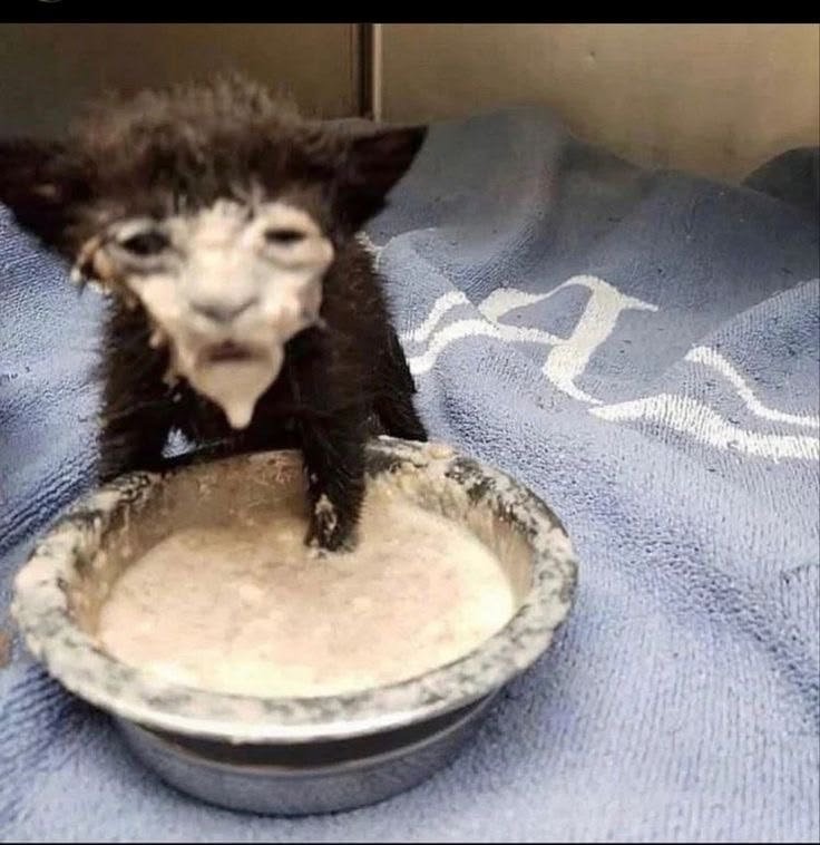 Monmonh10l's tweet photo. Would you like to have breakfast with me, little girl? 😼🍽️🌹 https://t.co/Tj4qSreMgH