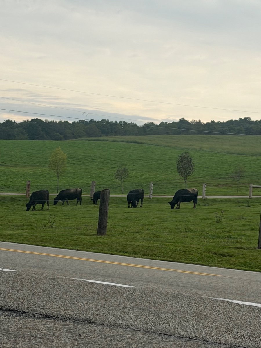 CaryKelly11's tweet photo. I’m all for buying local.
I’m even more for buying American and I don’t think that has to come second.
A rancher a thousand miles away is still somebody’s neighbor.
Neighborly is good.
Patriotic is good, too.
After that, it comes down to quality and a fair price.
If the best steak in America comes from Arkansas or Texas, that’s where I’m buying it from.
I’d rather help an American rancher pay their bills than pretend loyalty to city, county, or state matters more than loyalty to country.
God bless American beef and the men and women who work hard to put it on my plate.