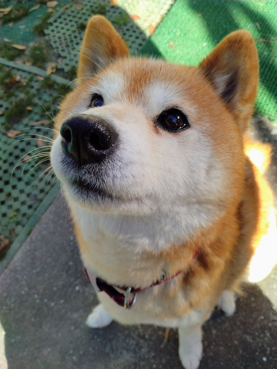 inuikaryan's tweet photo. おはようございますワン😃
#秘密結社老犬倶楽部天国支部 https://t.co/unlywArC4u