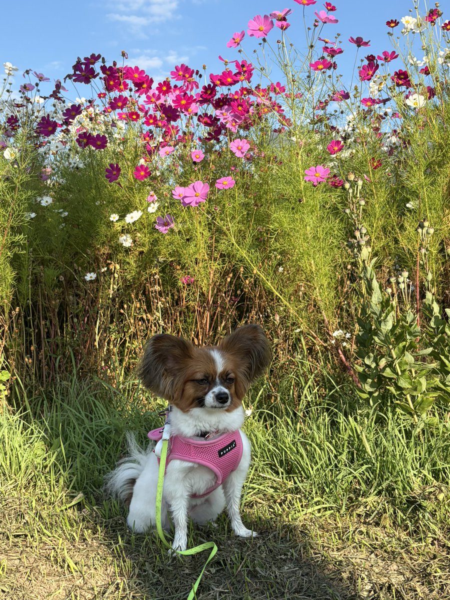 rorosacchi's tweet photo. おはようございます☀個人宅のコスモス畑🌸綺麗に咲き乱れてます🌸🌸🌸 https://t.co/cFnkRY0b8M