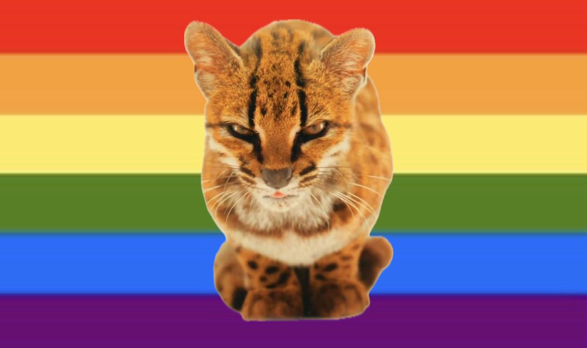 gKranberry's tweet photo. last one i swear

new cat lgbtq+ flag, for the lgbtq+ that love the new cat https://t.co/TCLdWW6Nc2